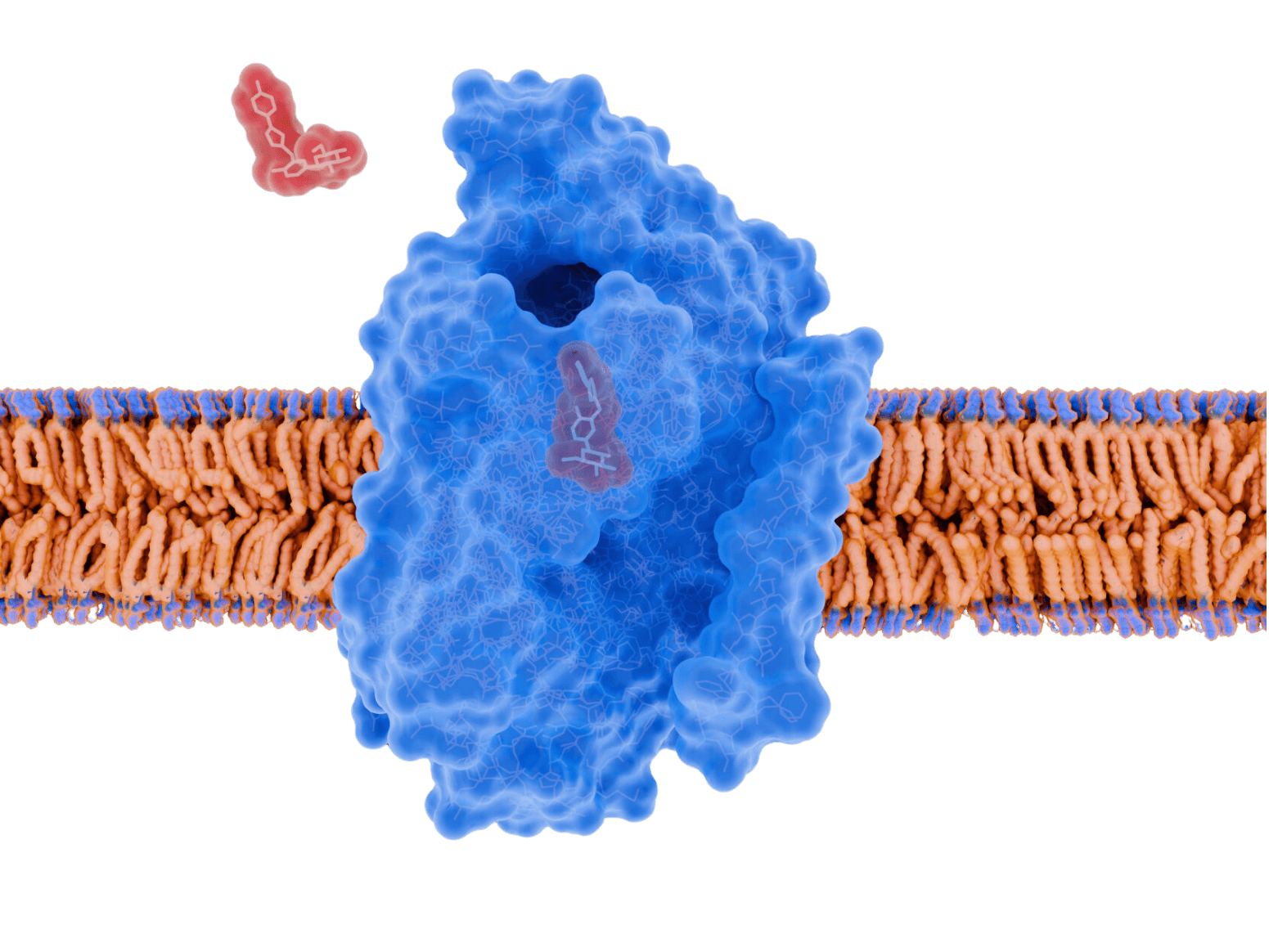 Protein on membrane